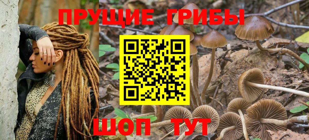 Псилоцибиновые грибы Psilocybe Новотроицк